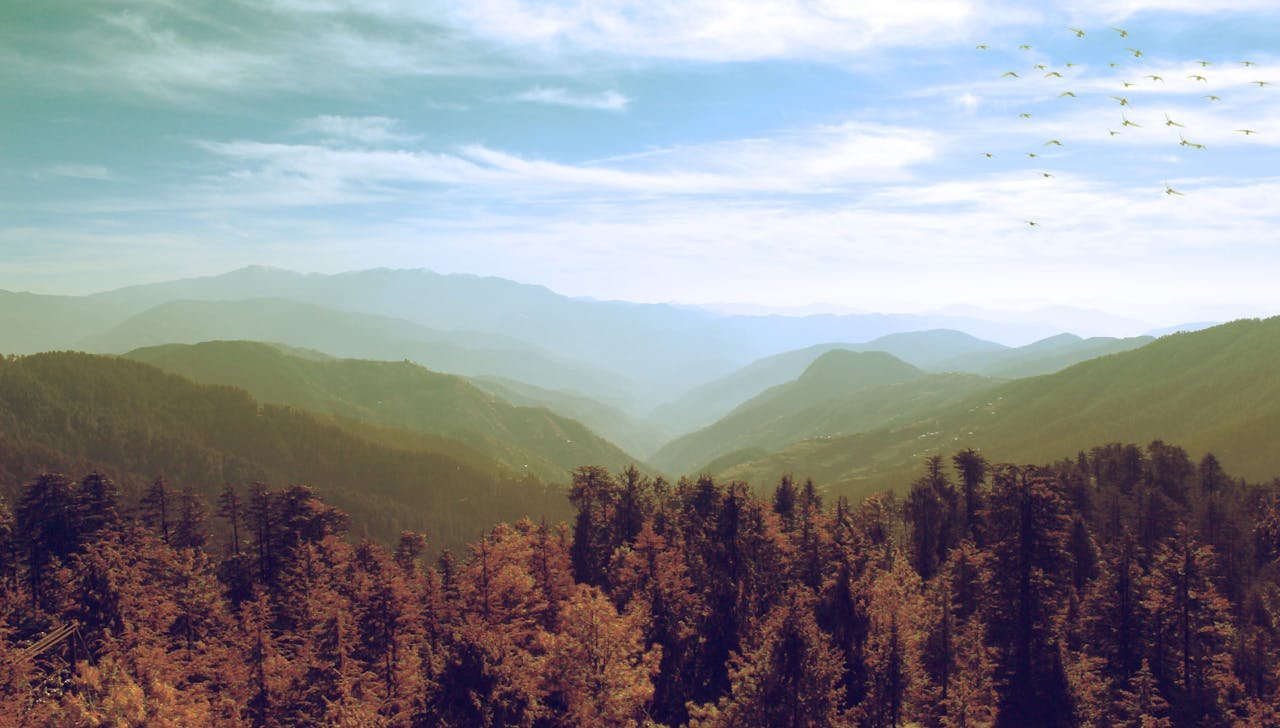 Birds Eye Photography of Brown Forest